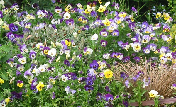  Self seeded flowers that I love. 