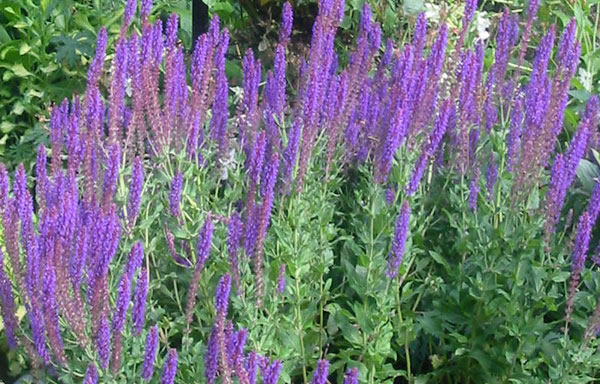  A great little perennial salvia. 