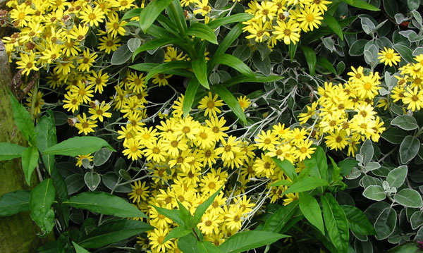  Yellow daisy shrub - a native New Zealand plant. 