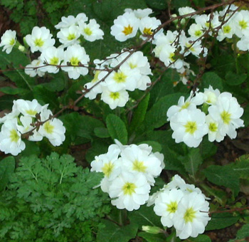  Early flowering in the spring. 