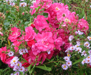  Bright pink flower carpet roses. 