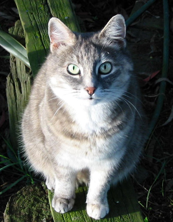 Jerome the grey. Gardening Cat