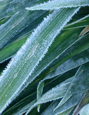  Frosted Astelia leaves. 