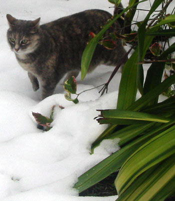 cat in the snow. Cat in the Snow