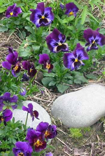  There will always be a blue pansy flowering somewhere in my garden. 
