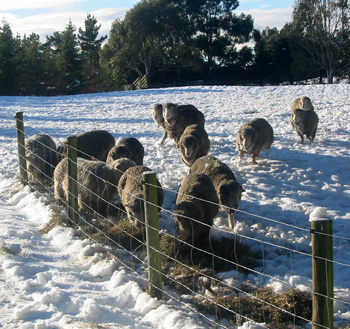  Love that hay! 