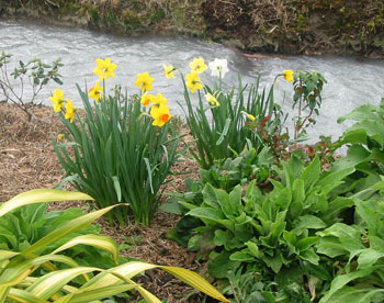  Jolly daffodils. 