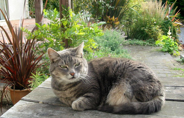  Relaxing on the patio table. 