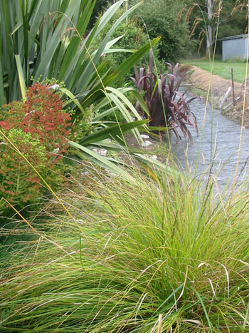  With flaxes and grasses on the edge of the water. 