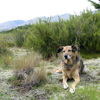  Taj-Dog loves going for mountain walks. 
