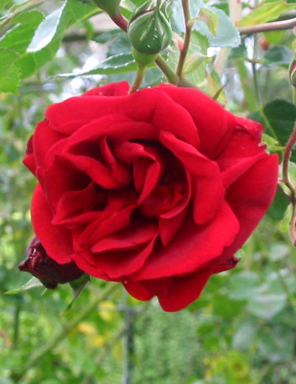  This is one of the last roses to flower in the garden. 