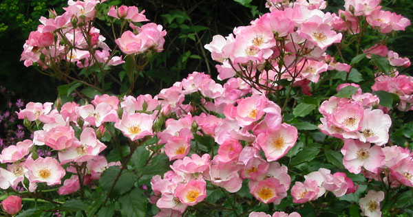 small-pink-roses.jpg