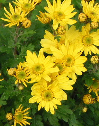  Yellow Chrysanthemums are wonderful. 