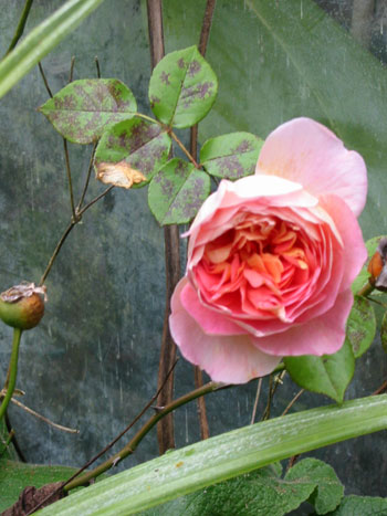  Abraham Darby behind the glass-house. 