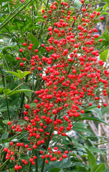  A Nandina shrub in the Island Bed. 