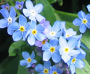  Little blue flowers. 