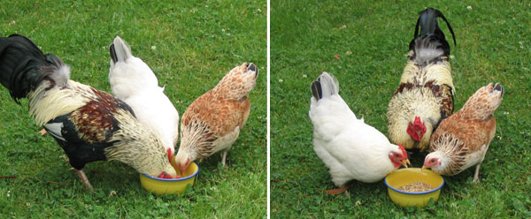  These three are very well fed. 