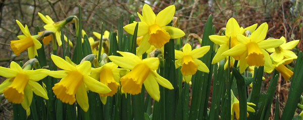  Lovely bright yellows. 