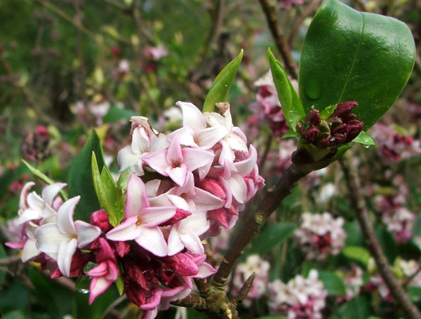  A lovely late winter flowering shrub. 