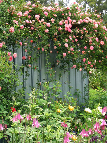  Roses and aquilegias. 