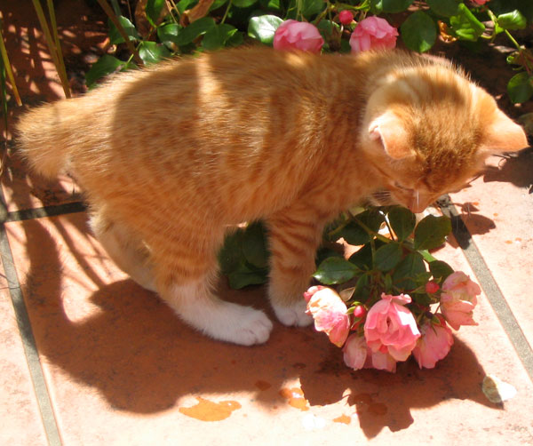  Kittens love roses! 