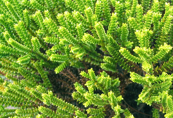  In a pot on the patio. 