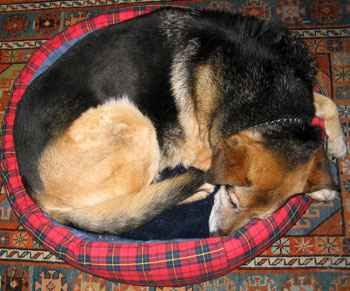  Tajdog is in the new puppy bed. 