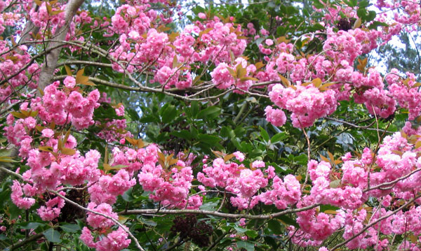  Lovely fat pink blossom flowers. 