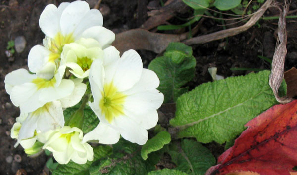  Flowering in winter, too. 