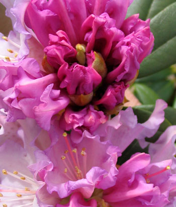  The bud and flower colours are quite different. 