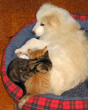  Rusty the puppy with Smoocher and Tiger. 