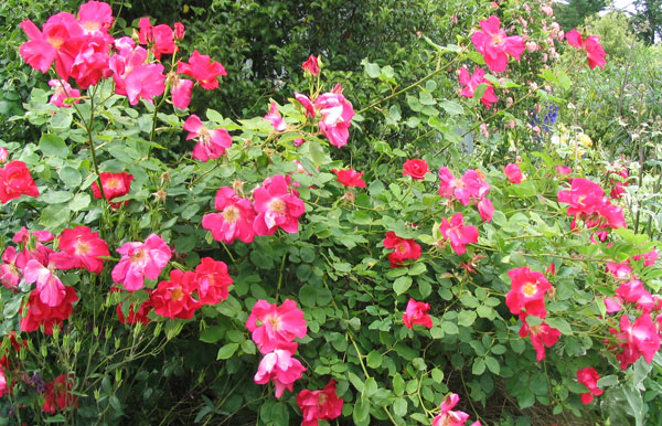  A David Austin single rose - Redcoat? 