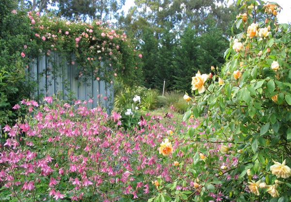  In the garden by the pergola. 