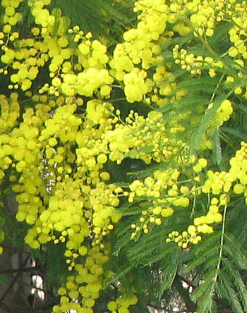  These trees flower early. 