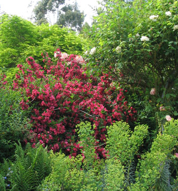  Flowering near the roses. 