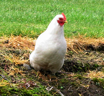  Poking away in the grass. 