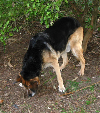  Actually he is just poking around smelling things! 