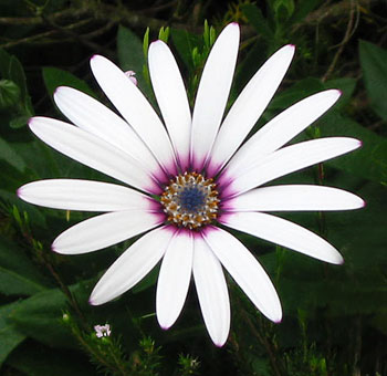  A white autumn daisy. 