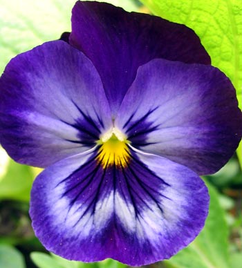  Pansies are brilliant self-seeders in my garden. 