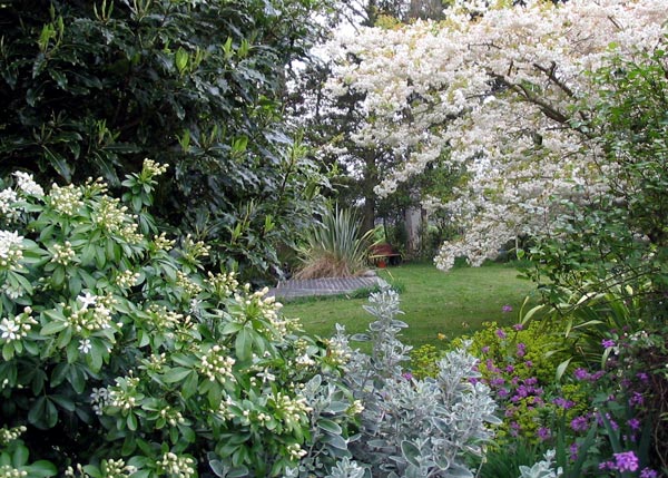  Choisya on the left and the Japanese Flowering Cherry to the right. 