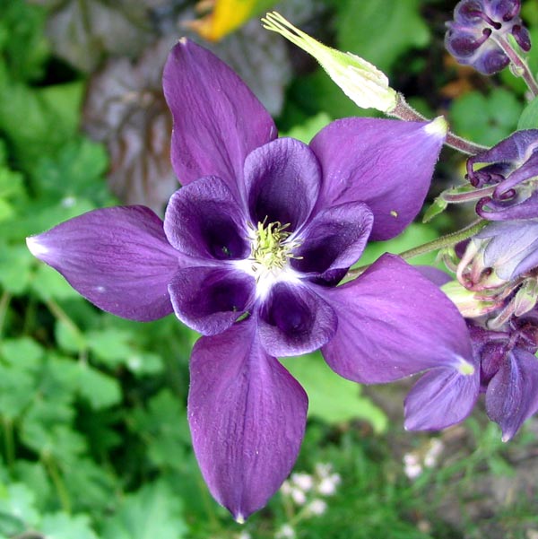  Another of my Aquilegia photographs! 