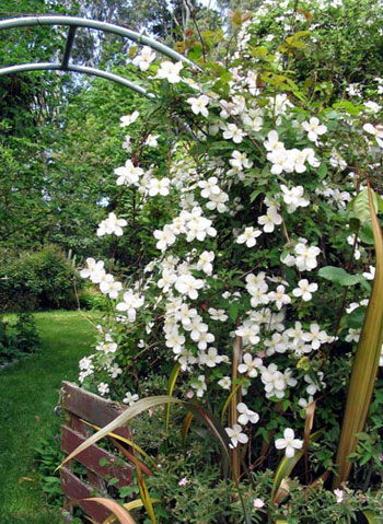  The Pond Paddock archway in late spring. 