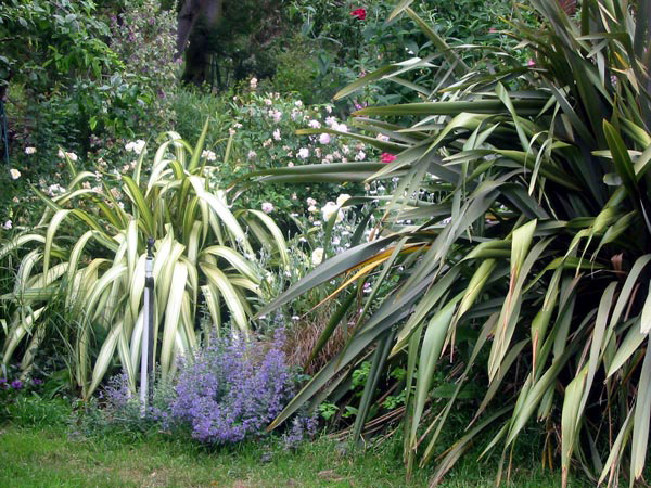 One very oversized Phormium! 