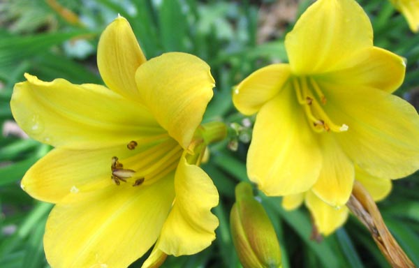  They grow in the garden by the house bay-window. 