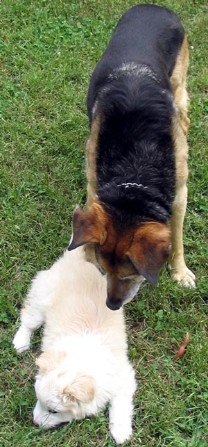  Rusty the new puppy and Taj-dog the old dog. 