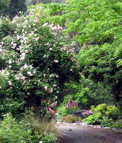  Soft pink flowers. 