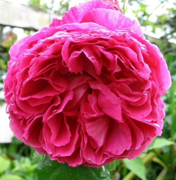  A David Austin rose, companion to Sir Benjamin Britten. 