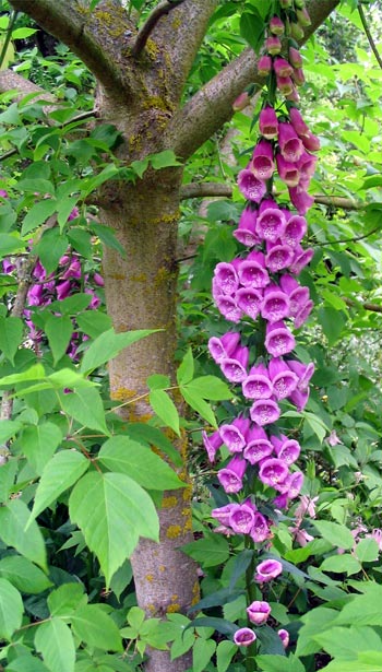  Early summer in the Dog-Path Garden. 