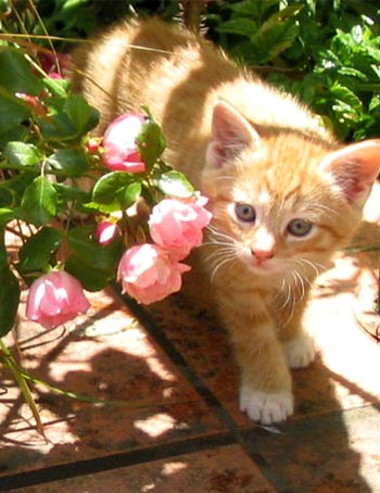 puppy and kittens pictures. kittens, and puppy.