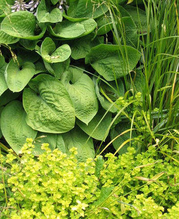  With Golden Marjoram and Bowles Golden Grass. 